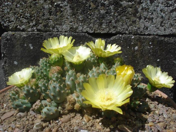 cactus,succulents,succulent plants, without words , Cumulopuntia Pentlandii, Picture